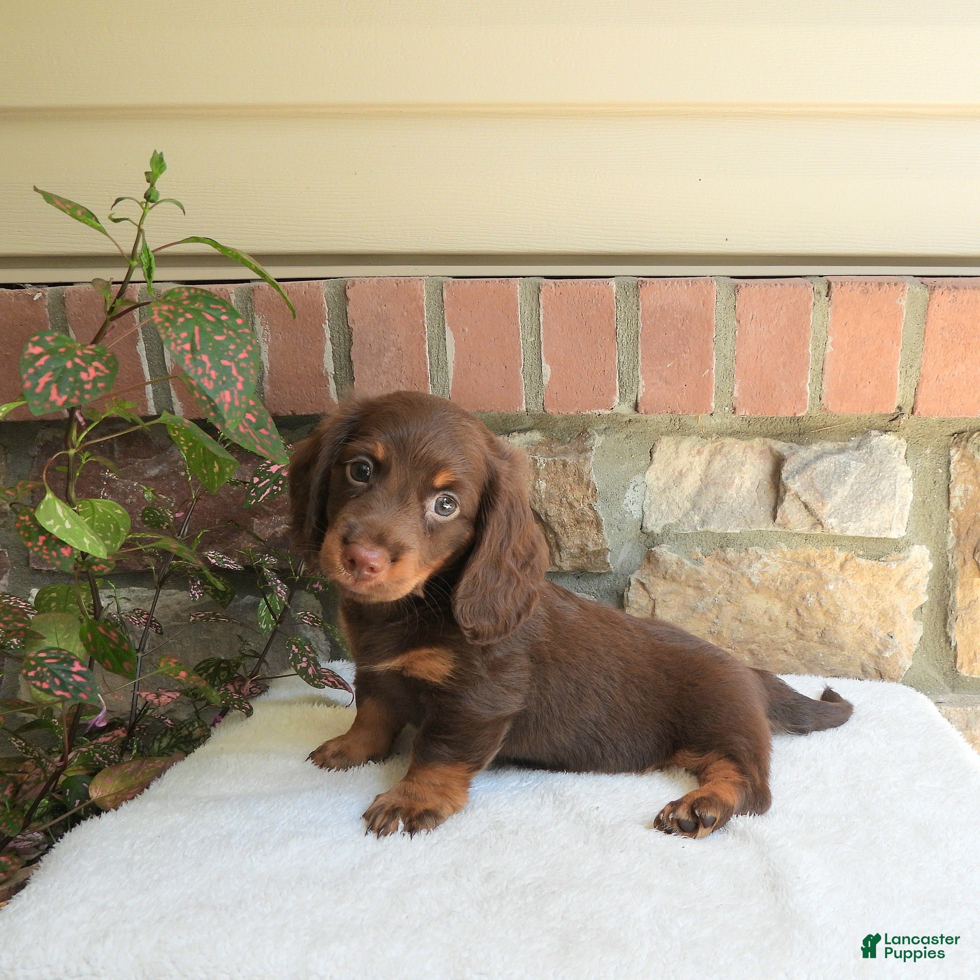 Miniature Dachshund dogs Trey - Ad 2