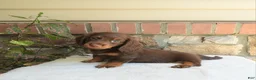 Miniature Dachshund dogs for sale: Trey - Ad 2