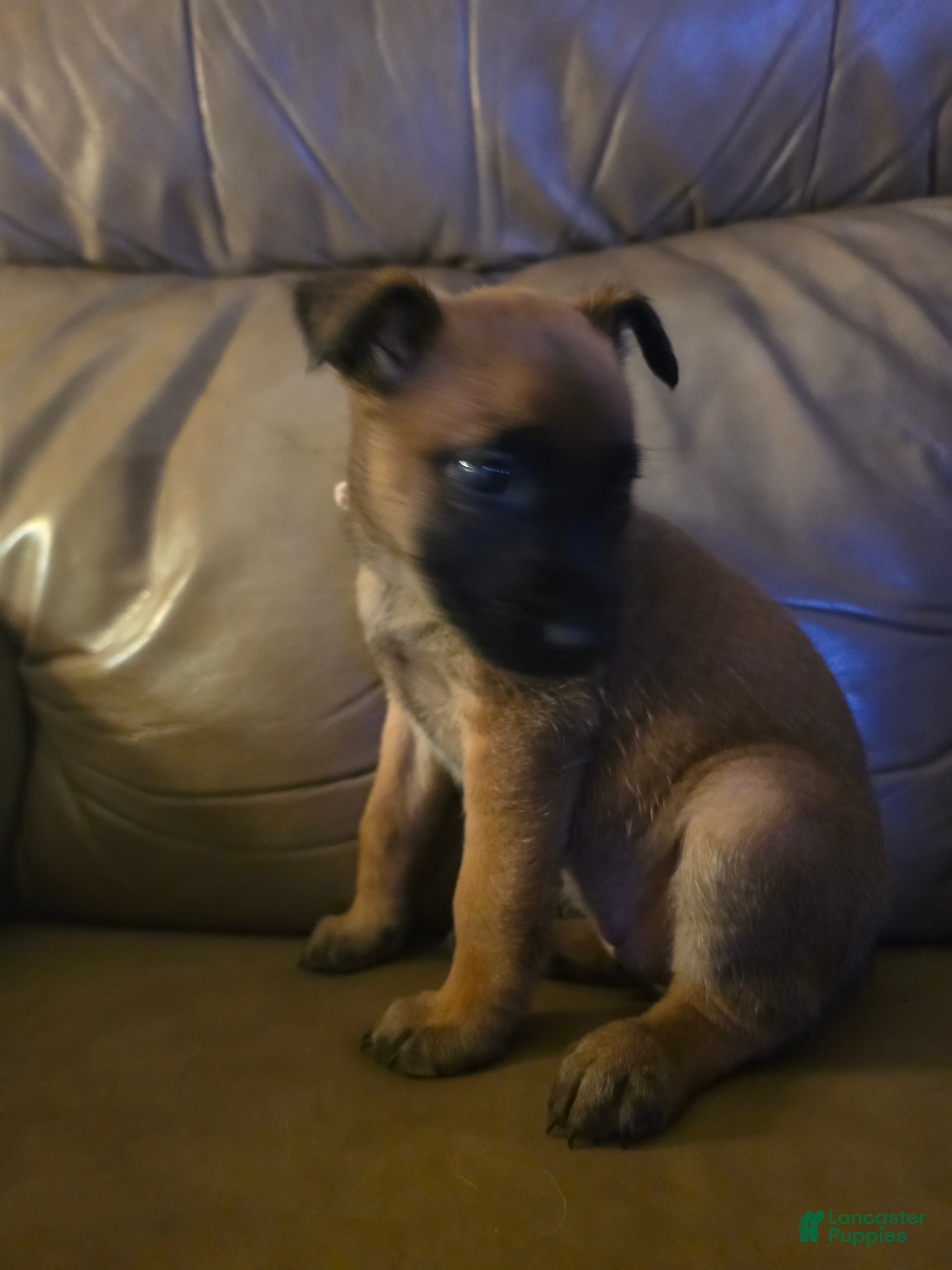 Belgian Malinois dogs Belgian Malinois 9 (green) - Ad 8