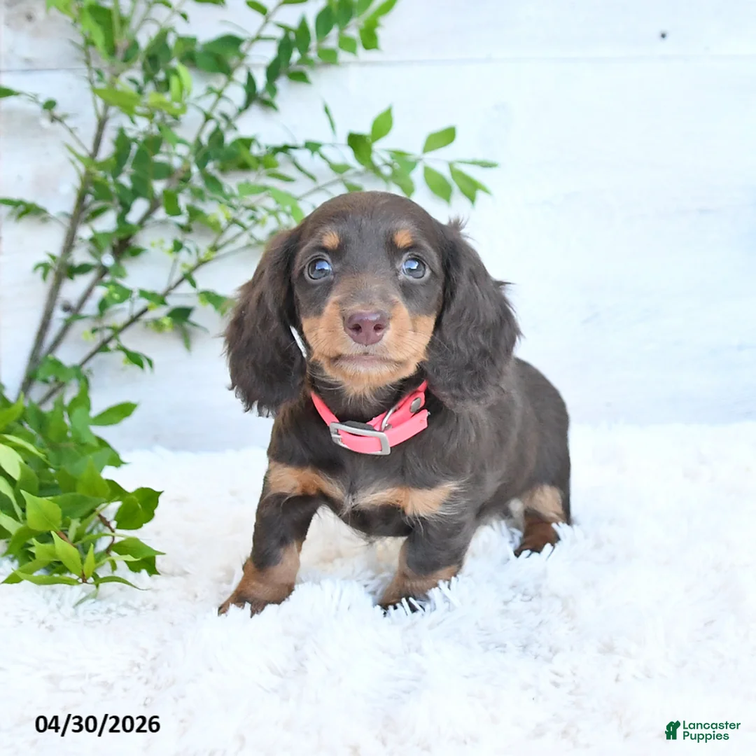Miniature Dachshund dogs for sale: Maggie - Ad 2