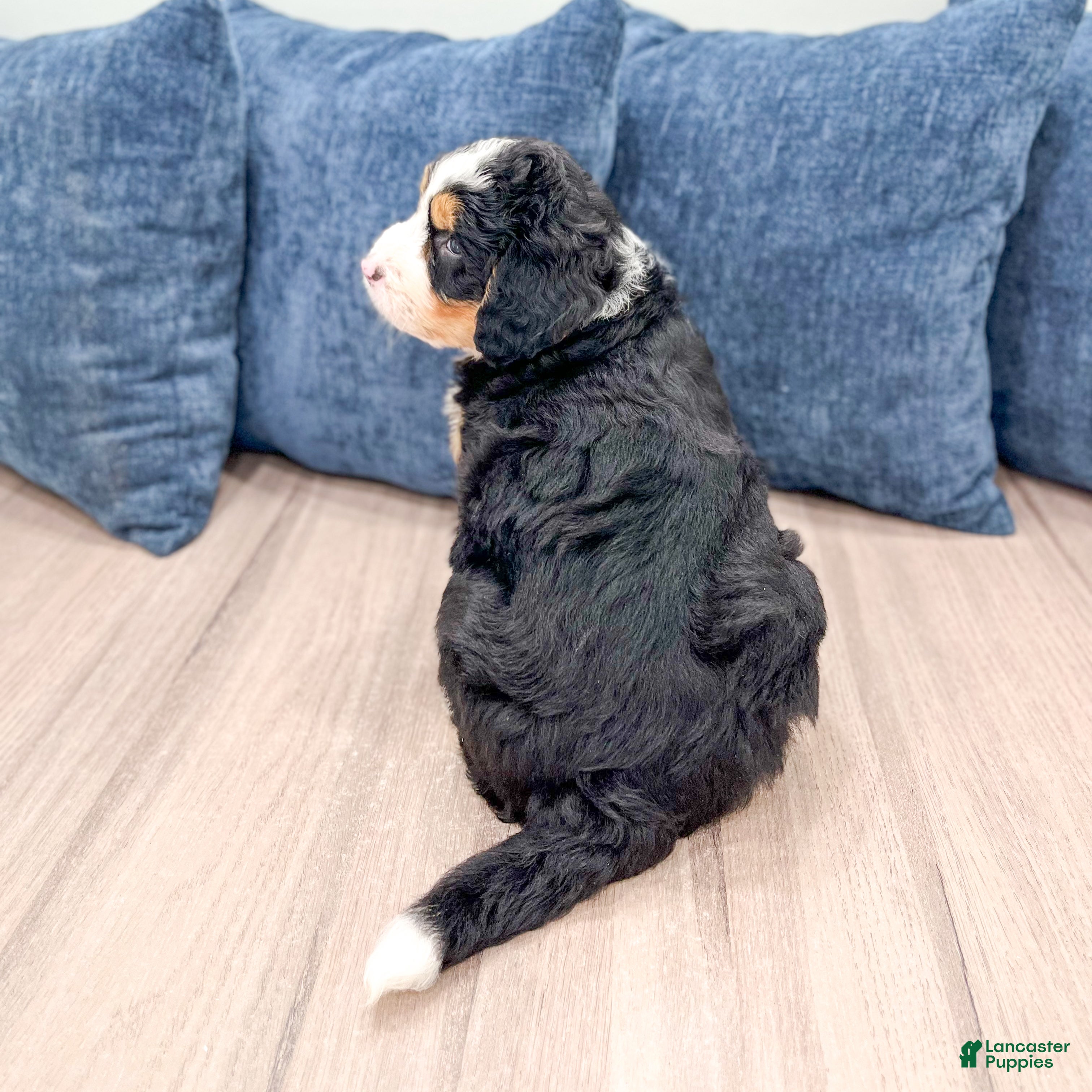 Mini Bernedoodle dogs for sale: Archie - Ad 5