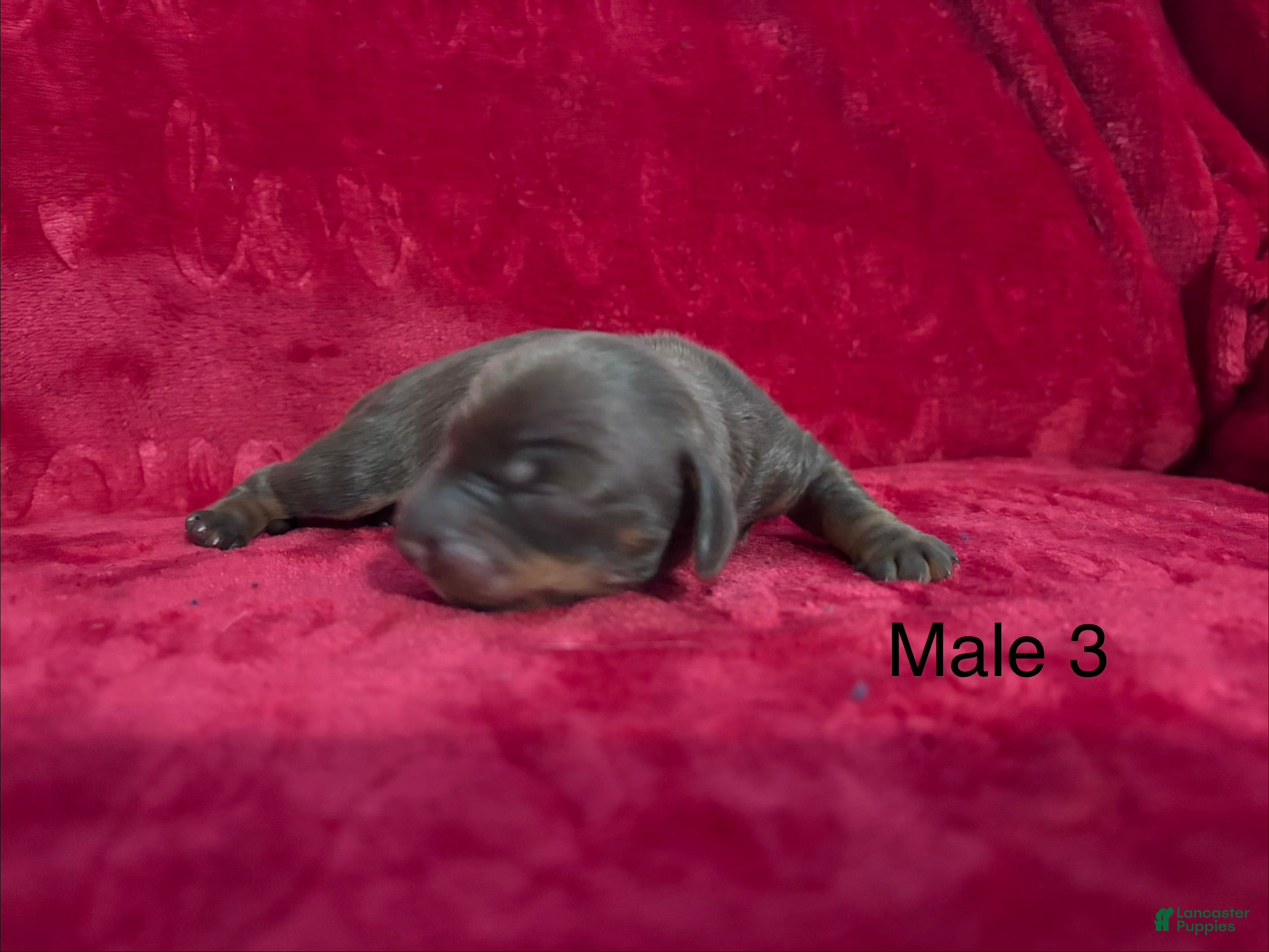 Miniature Dachshund dogs Miniature Dachshund 3 - Ad 1