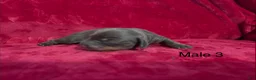Miniature Dachshund dogs for sale: Miniature Dachshund 3 - Ad 1