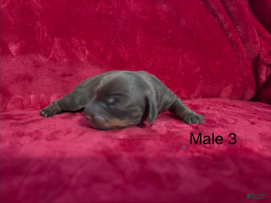 Miniature Dachshund dogs for sale: Miniature Dachshund 3 - Ad 1