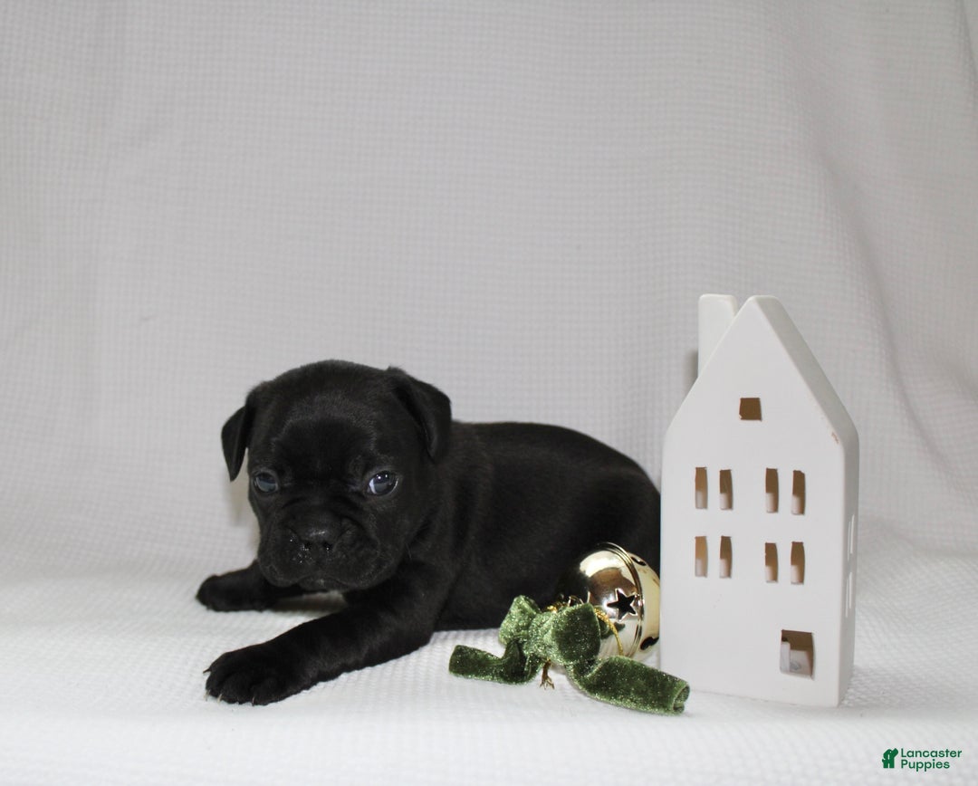 Frenchton dogs for sale: Theo - Ad 1