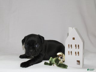 Frenchton dogs Theo - Ad 35