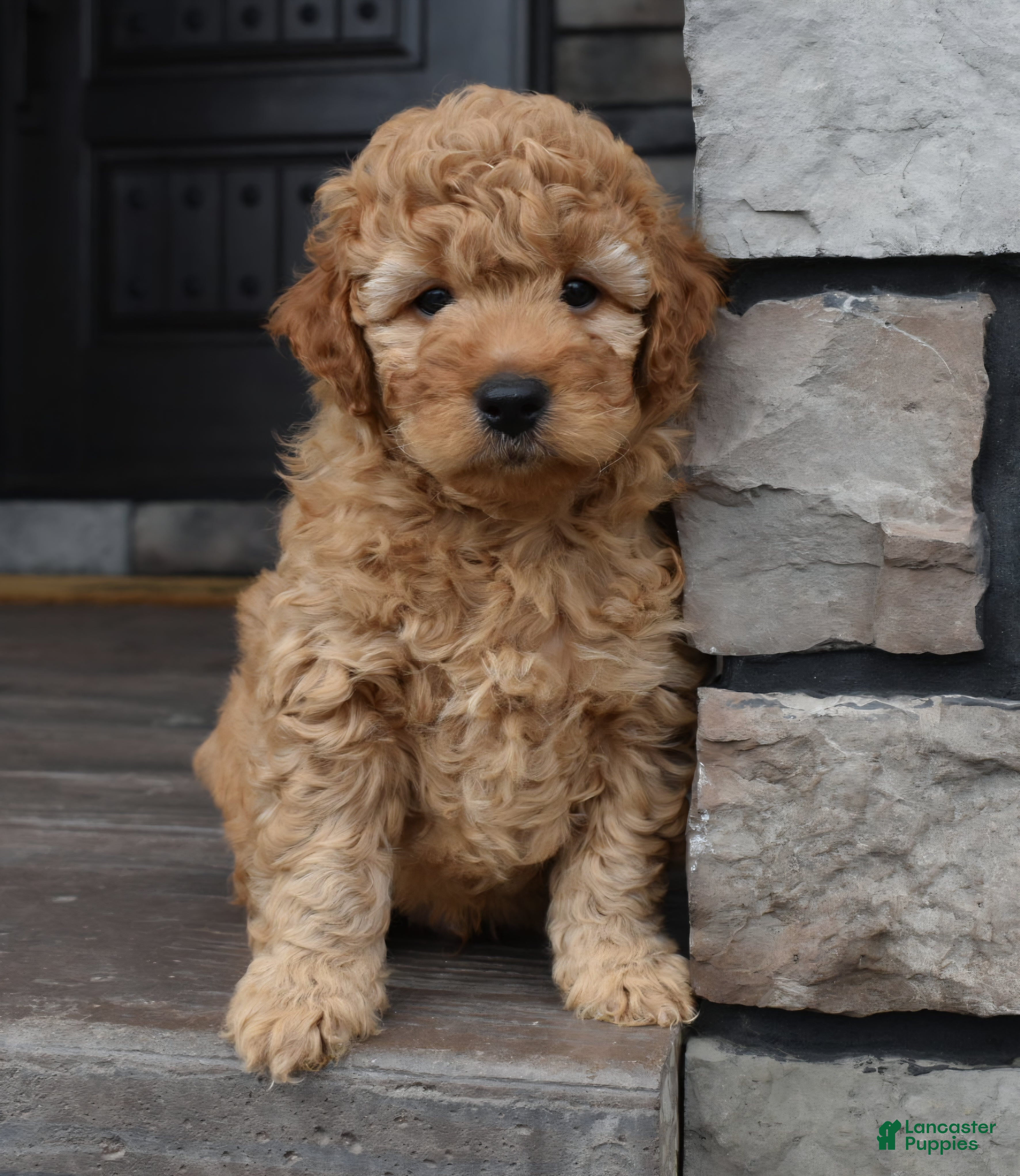 Mini Goldendoodle dogs Hunter - Ad 1