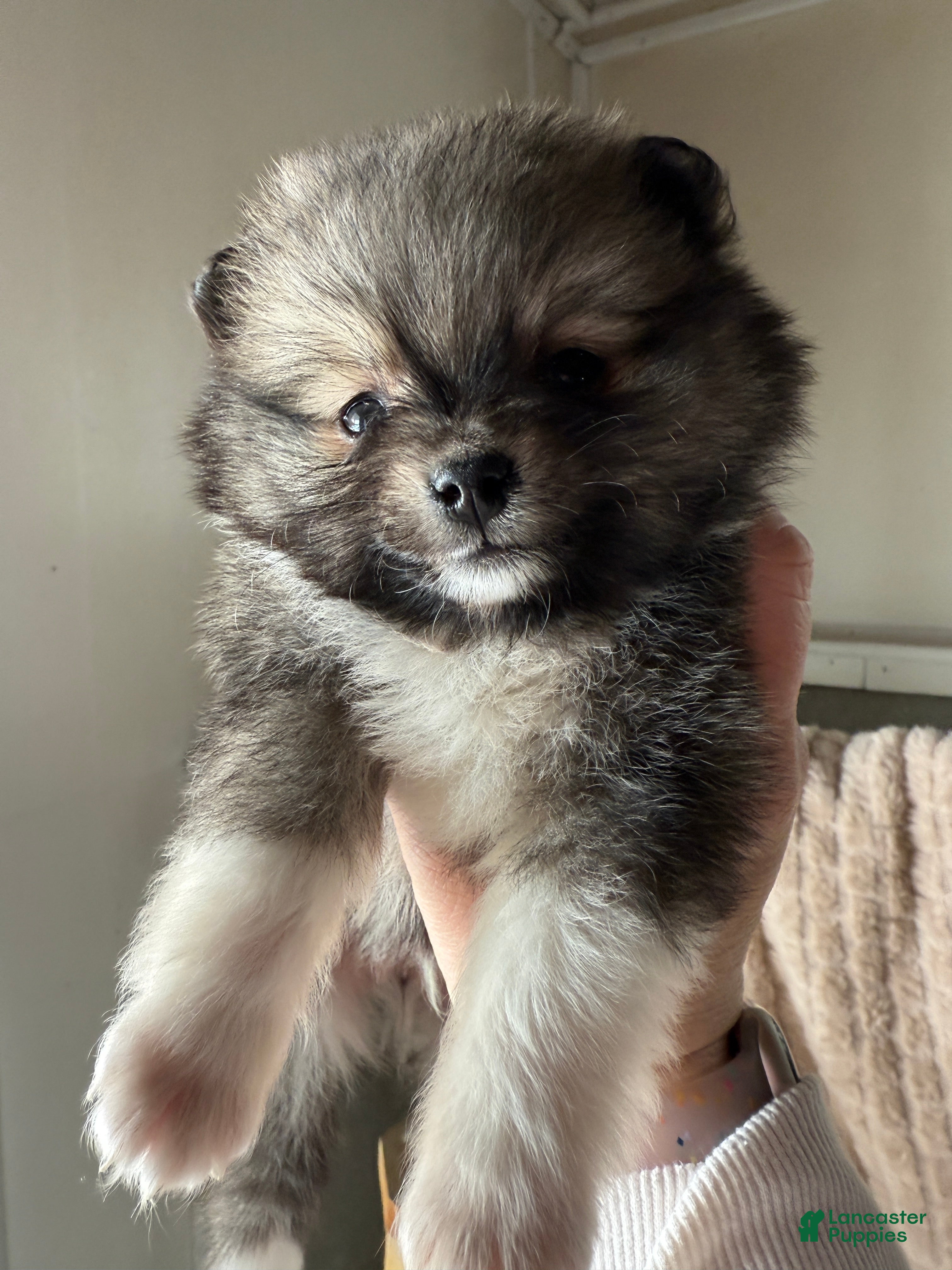 Pomeranian dogs Lynn - Ad 2