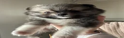 Pomeranian dogs for sale: Lynn - Ad 1
