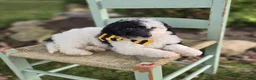 Mini Sheepadoodle dogs for sale: Jinx - Ad 3