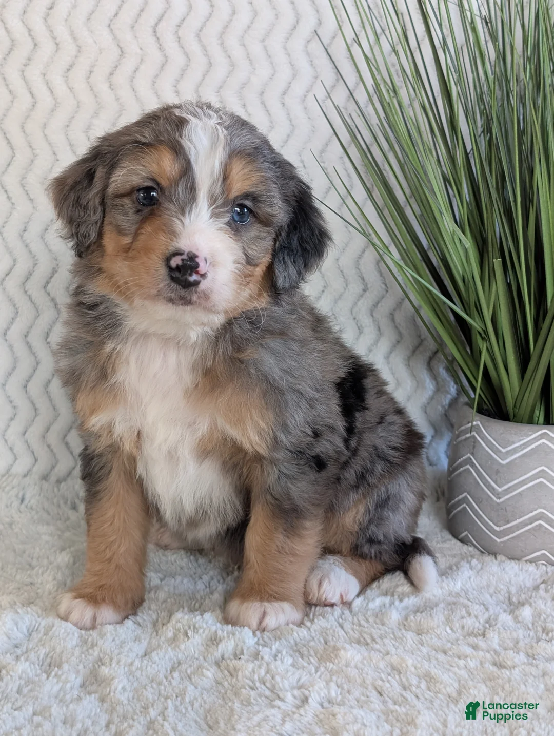 Mini Bernedoodle dogs for sale: Mini Niko  - Ad 10
