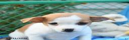 Mixed Breed dogs for sale: Ticker - Ad 4