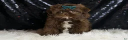 Shih Tzu dogs for sale: Dove - Ad 5