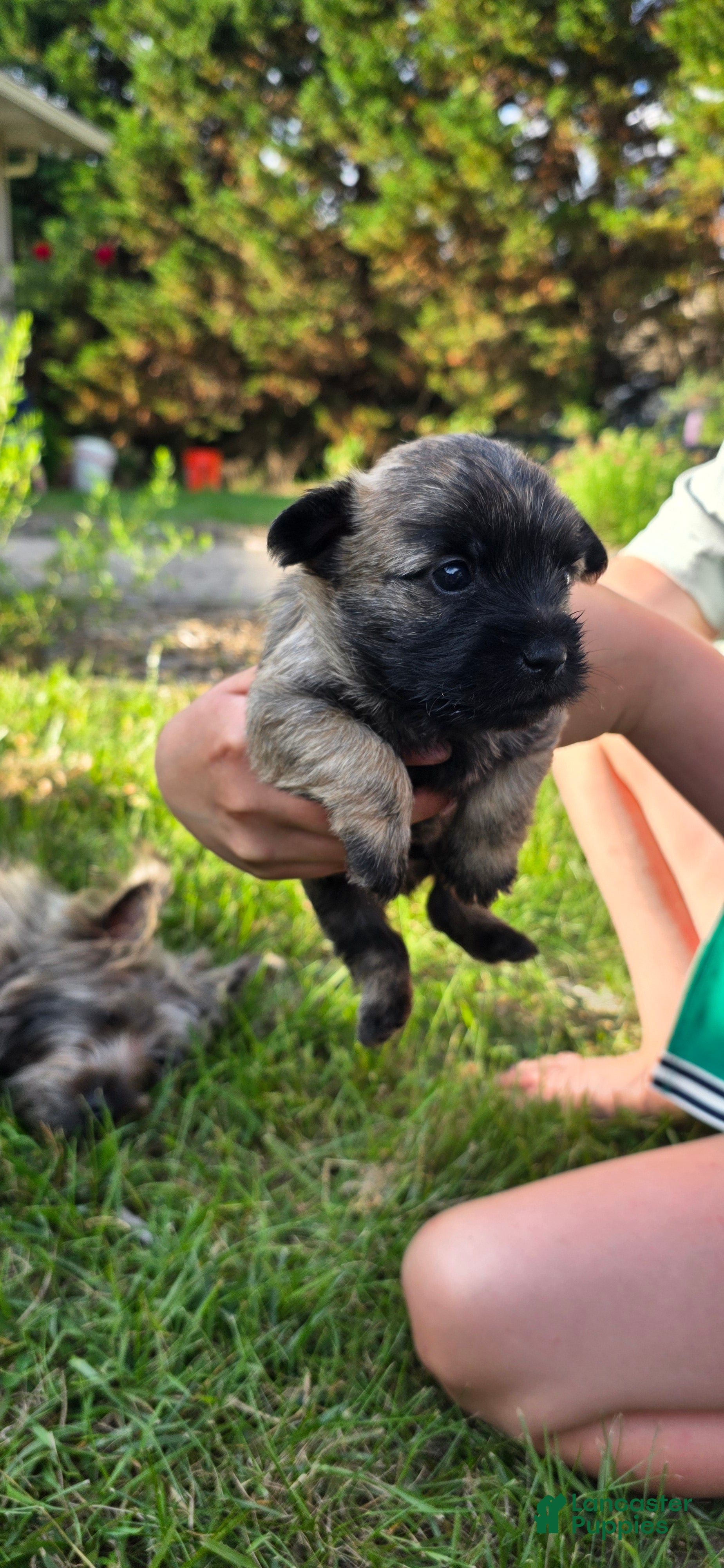 Cairn Terrier dogs Dark Sky  - Ad 2