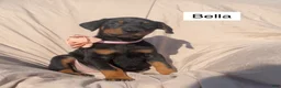 Doberman Pinscher dogs for sale: Bella - Ad 5