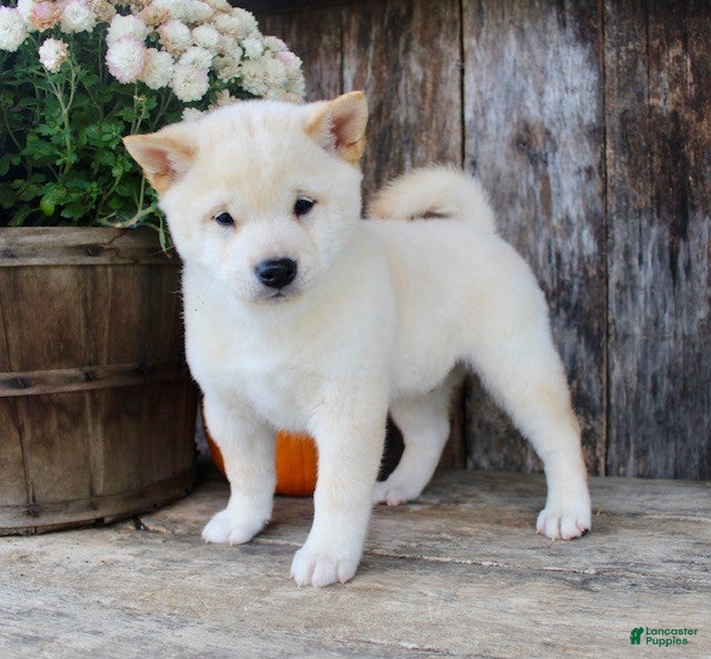 Shiba Inu Puppies for sale Lancaster Puppies