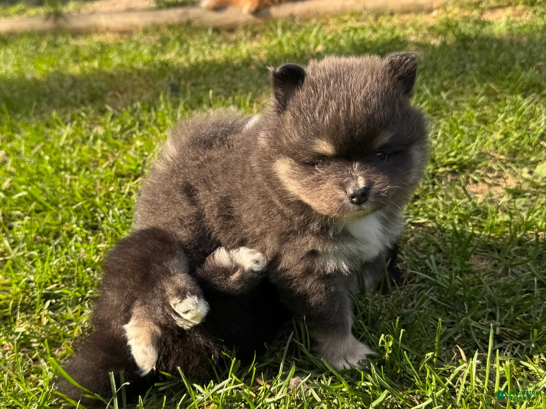 Pomeranian dogs for sale: Jasmine (not available) - Ad 2