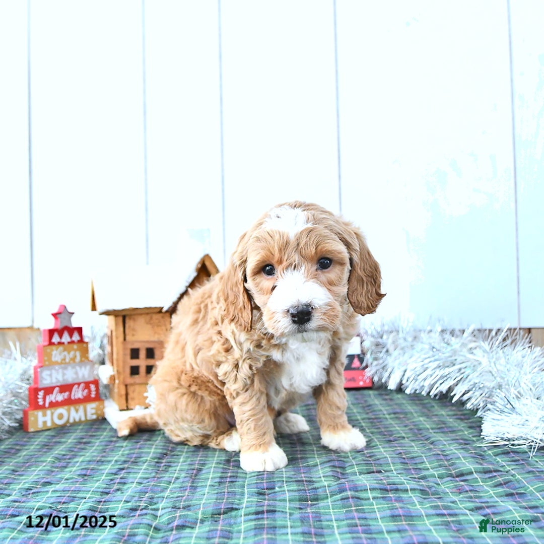 Mini Goldendoodle dogs for sale: Nicolas - Ad 3