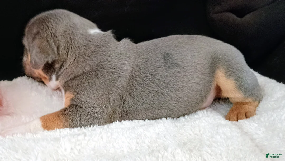 Olde English Bulldogge dogs for sale: Dudley Bulldogges Apollo - Ad 5