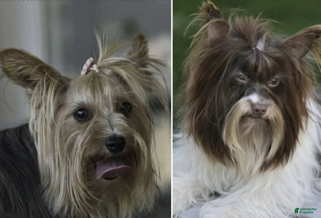 Yorkshire Terrier dogs for sale: Ollie - Ad 2
