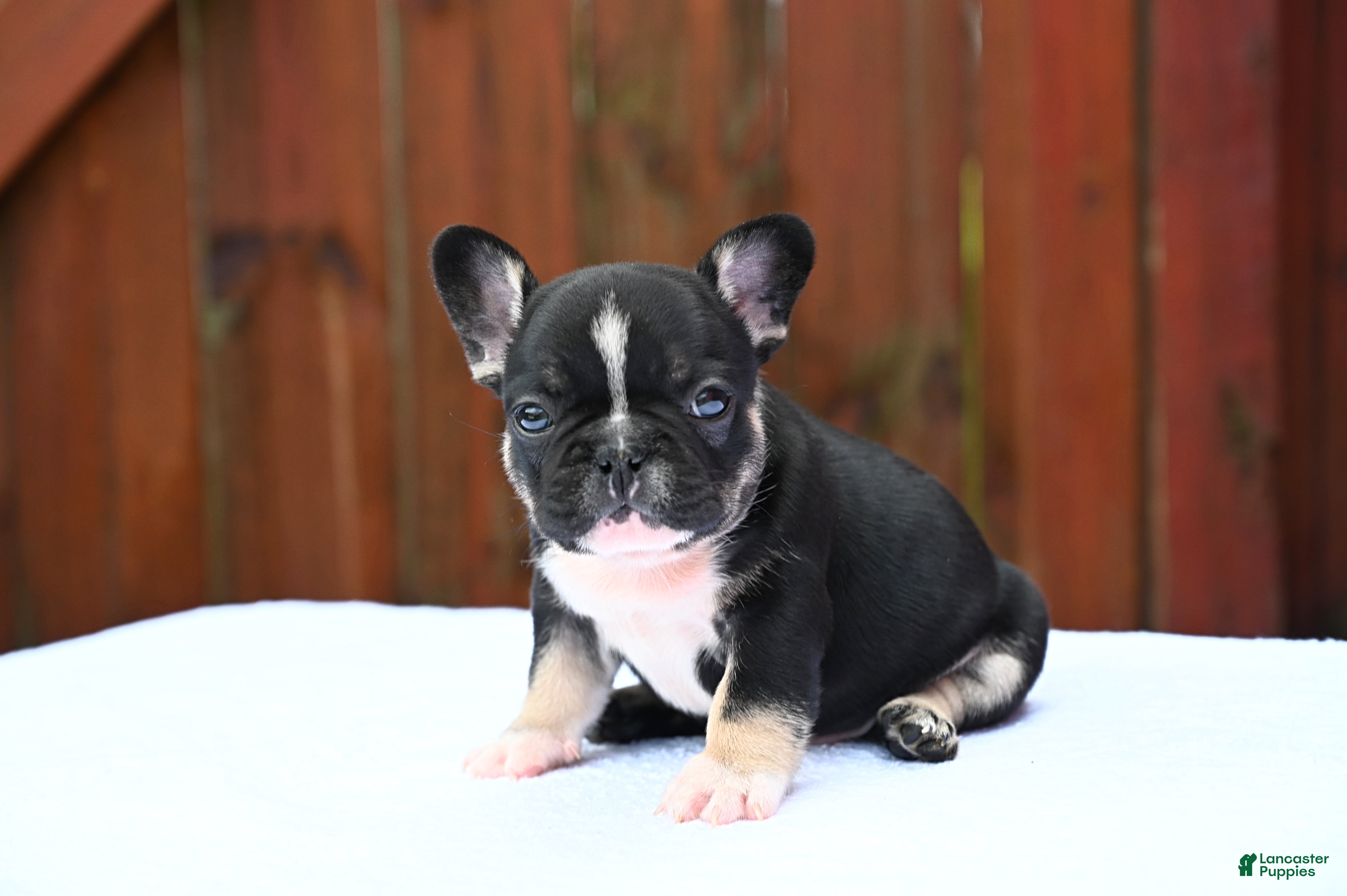 French Bulldog dogs Poppy - Ad 1