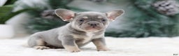 French Bulldog dogs for sale: Faith - Ad 9