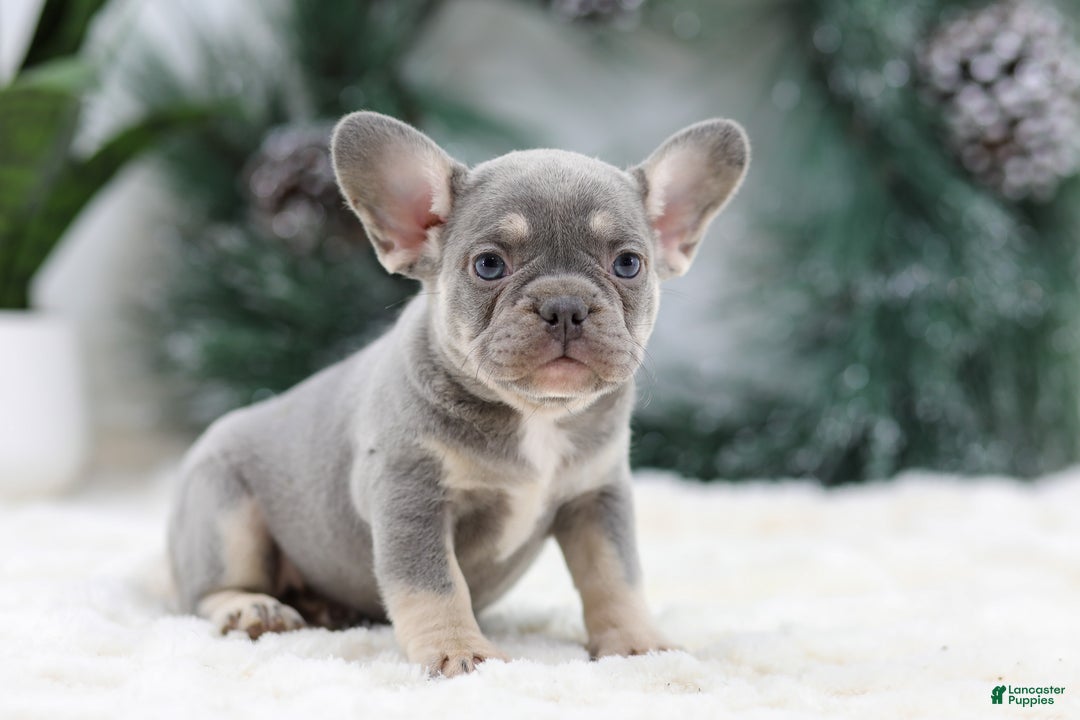 French Bulldog dogs for sale: Faith - Ad 9