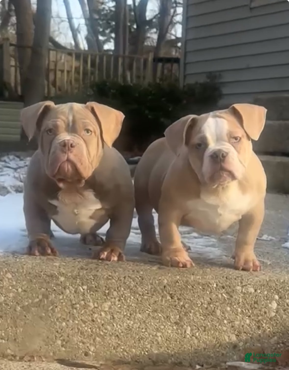 American Bully dogs MAXX - Ad 31