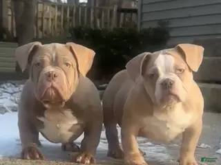 American Bully dogs MAXX - Ad 31