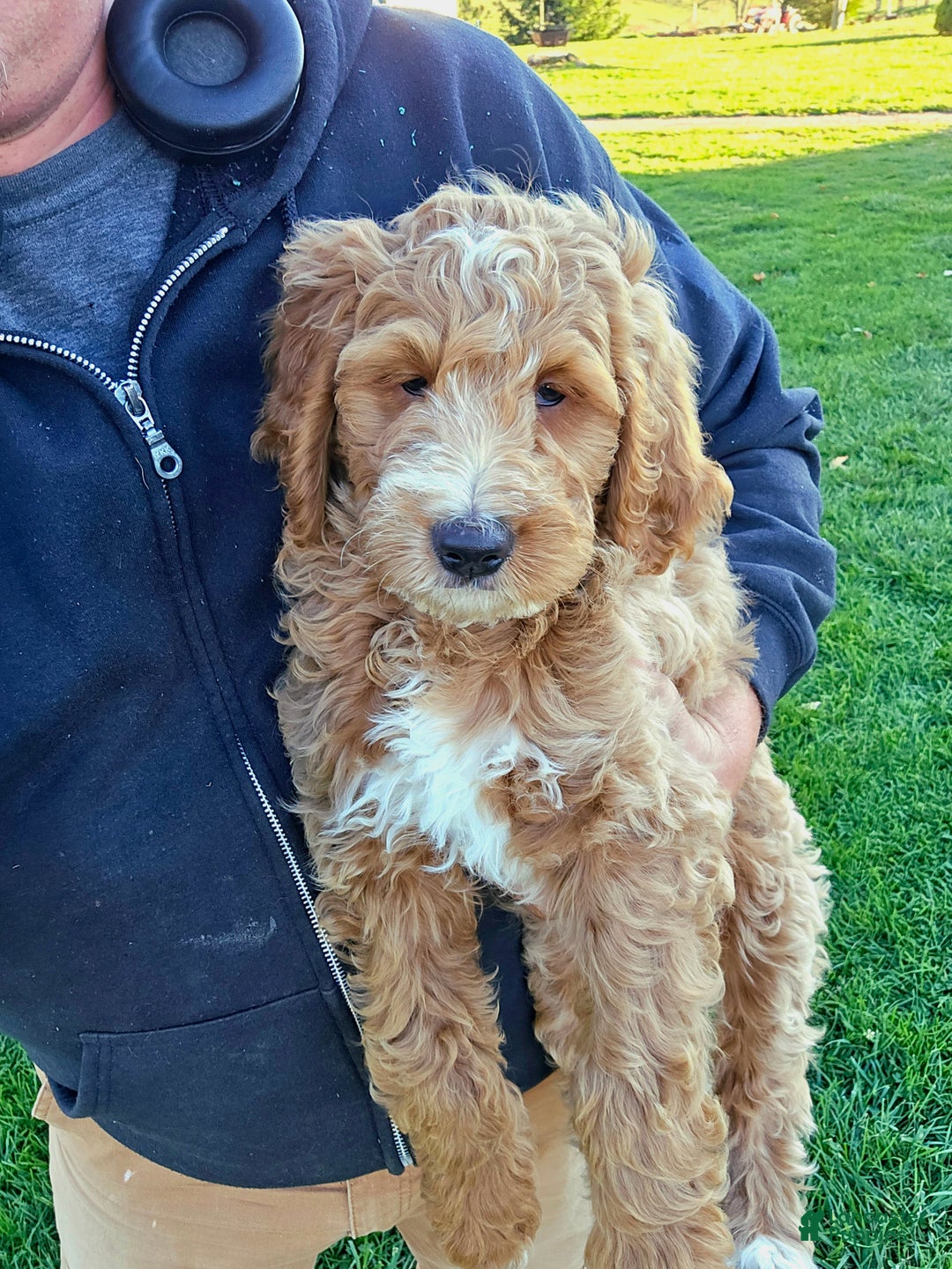 Goldendoodle dogs for sale: Daisy - Ad 2