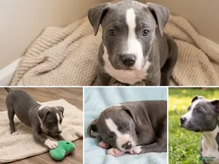 American Pit Bull Terrier dogs American Pit Bull Terrier 4 - Ad 32
