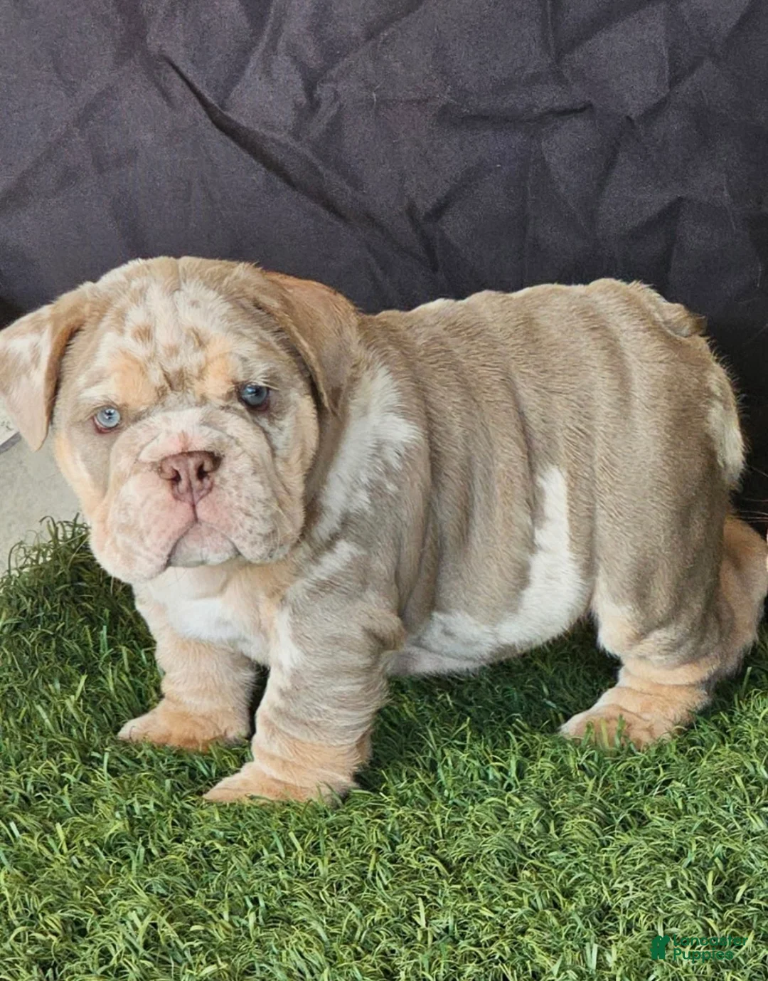 English Bulldog dogs for sale: ICE- RARE Lilac Merle – Blue Eyes – Showstopper - Ad 1