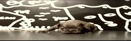 French Bulldog dogs for sale: French Bulldog 4 - Ad 13