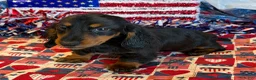 Miniature Dachshund dogs for sale: Ferris - Ad 2