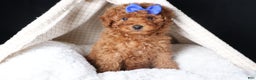 Miniature Poodle dogs for sale: BAILEY - Ad 8