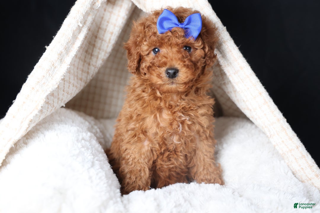 Miniature Poodle dogs for sale: BAILEY - Ad 8