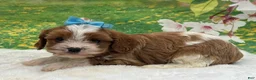 Cavapoo dogs for sale: Teddy  - Ad 3