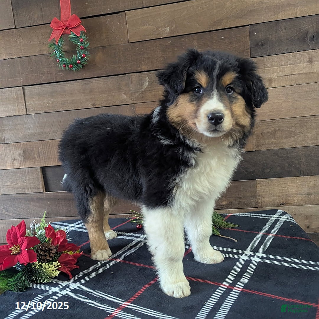 Mixed Breed dogs for sale: Abby - Ad 2