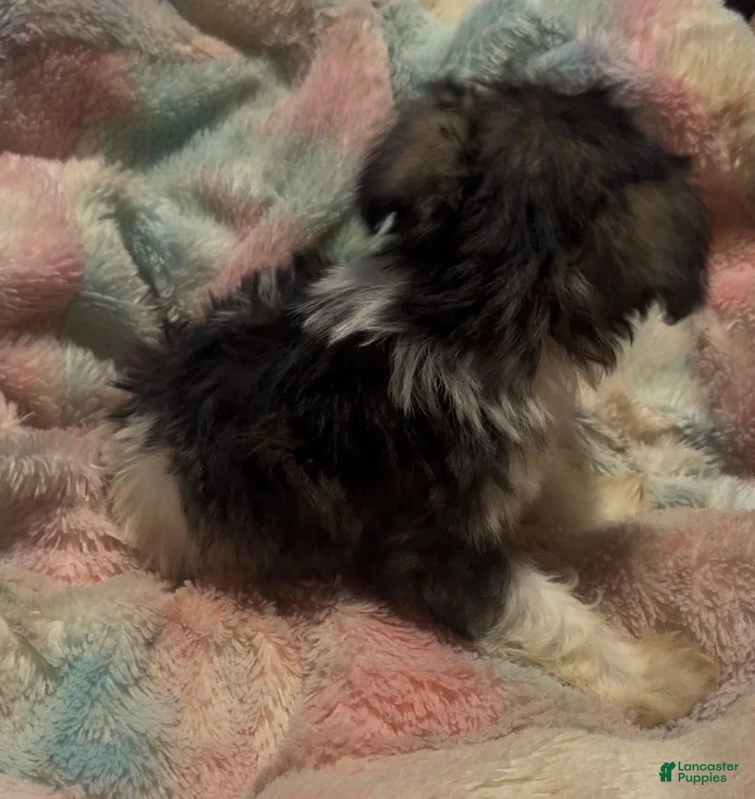 Miniature Schnauzer dogs for sale: Boy Yellow - Ad 2