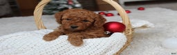 Cavapoochon dogs for sale: Millie - Ad 4