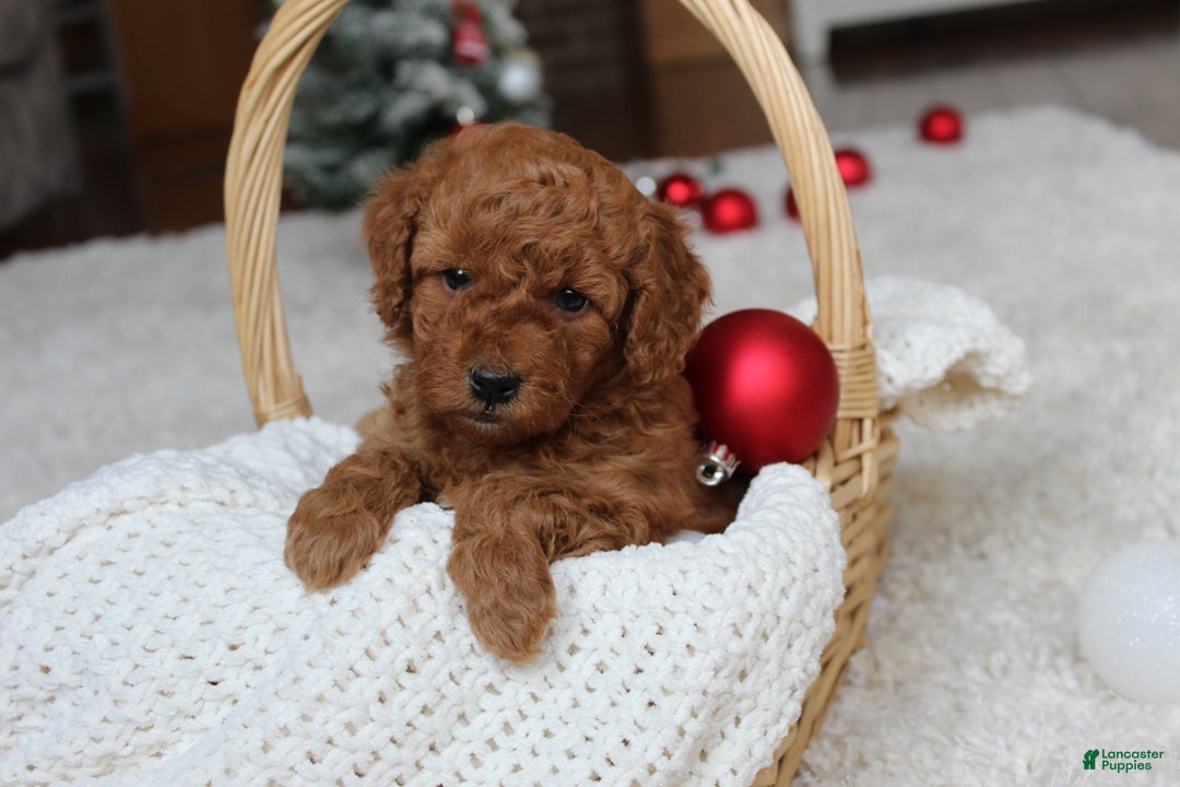 Cavapoochon dogs for sale: Millie - Ad 4