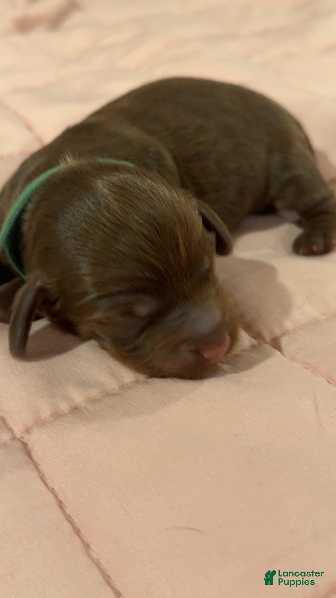Miniature Dachshund dogs for sale: Miniature Dachshund 1 - Ad 1