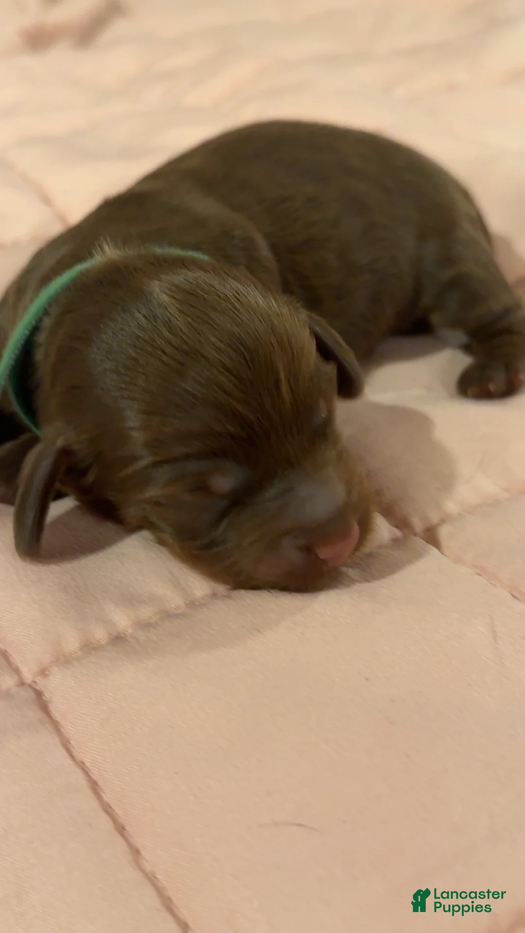 Miniature Dachshund dogs for sale: Miniature Dachshund 1 - Ad 1