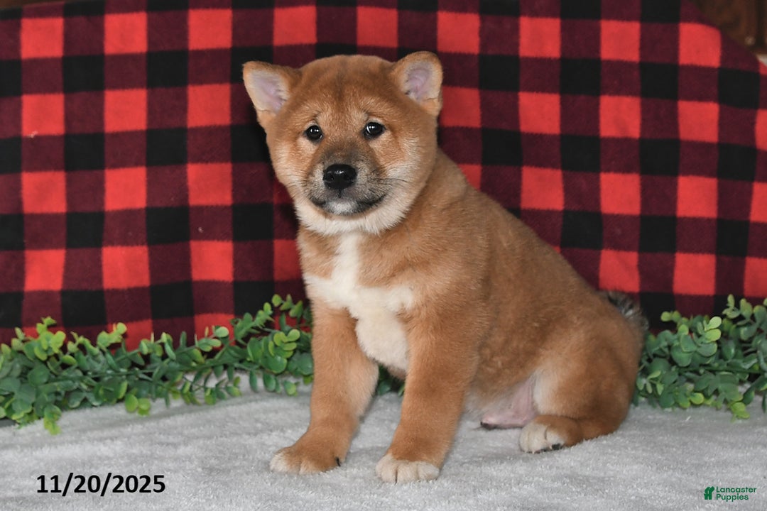 Shiba Inu dogs for sale: Spencer - Ad 2