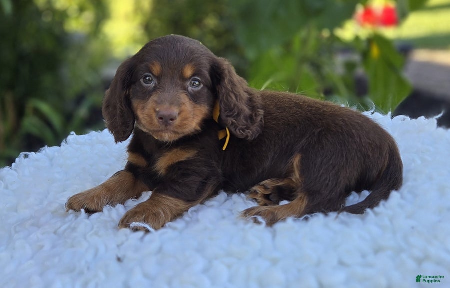 Miniature Dachshund dogs Rambo - Ad 2