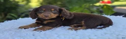 Miniature Dachshund dogs for sale: Rambo - Ad 2