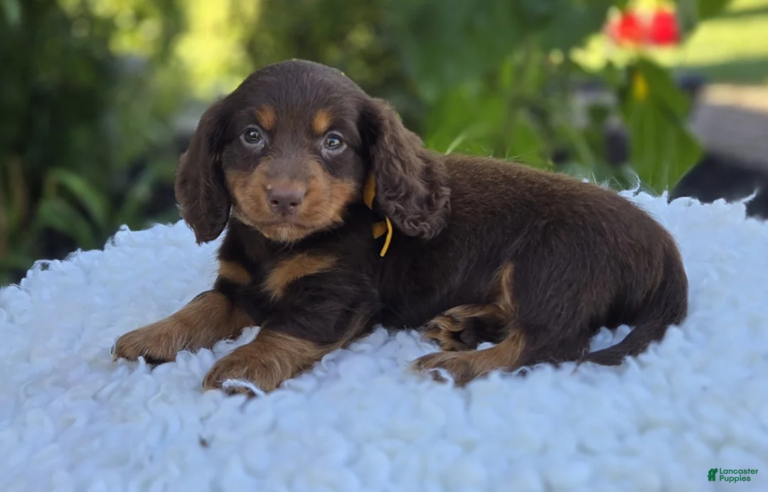 Miniature Dachshund dogs for sale: Rambo - Ad 2