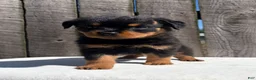 Rottweiler dogs for sale: Bubba - Ad 4