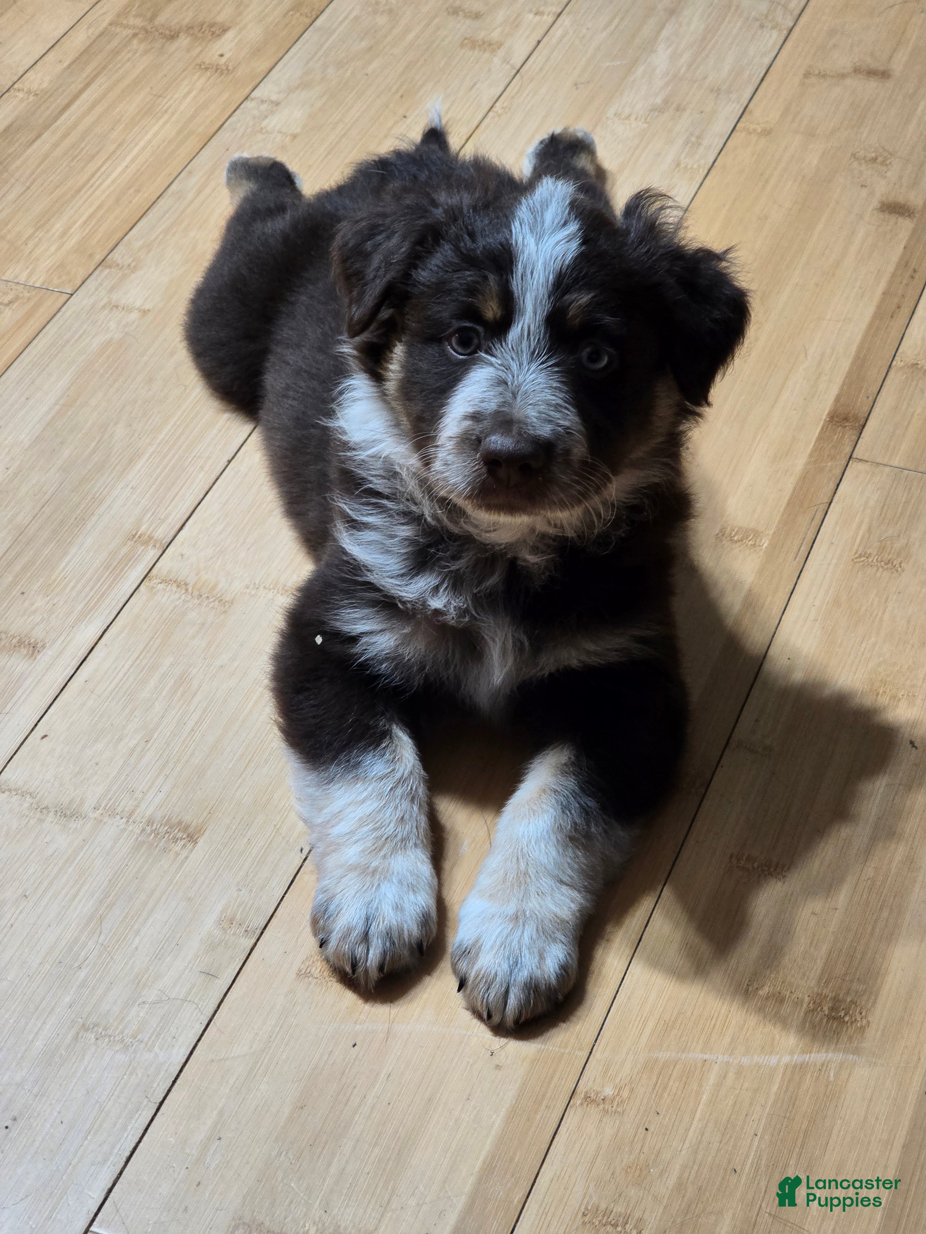 Miniature Australian Shepherd dogs Miniature Australian Shepherd 1 - Ad 42