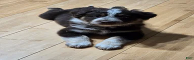 Miniature Australian Shepherd 1